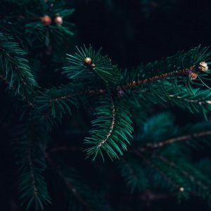 Dark and moody close-up of an evergreen tree branch showcasing needles, ideal for winter themes.