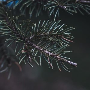 Detailed view of a pine tree branch showcasing its lush green needles.