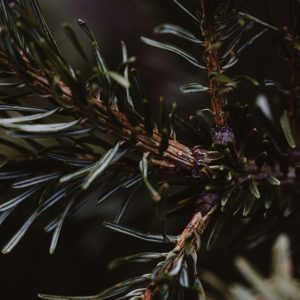 Detailed view of an evergreen branch showcasing dark green needles in winter.