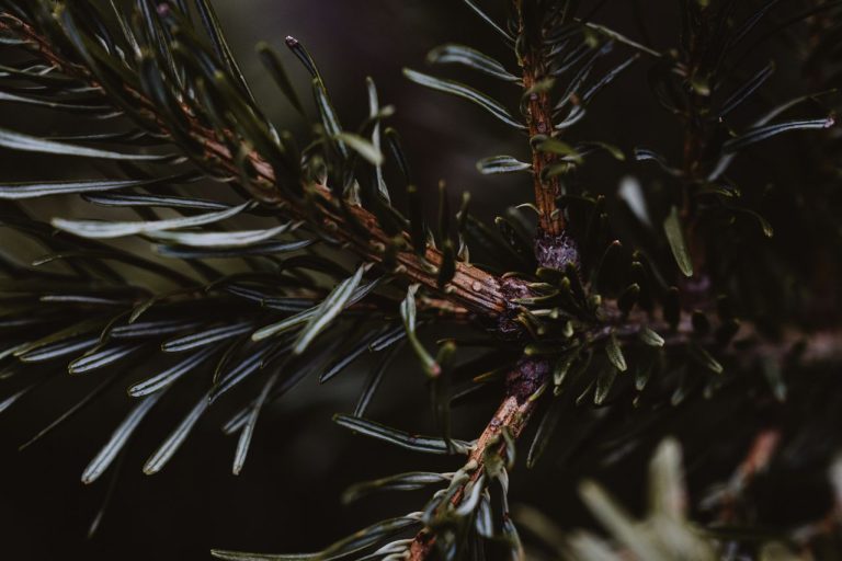 Detailed view of an evergreen branch showcasing dark green needles in winter.
