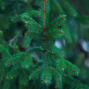 Detailed capture of a fresh green fir tree branch, showcasing nature's intricate beauty.