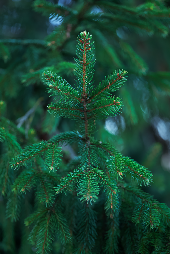 Detailed capture of a fresh green fir tree branch, showcasing nature's intricate beauty.