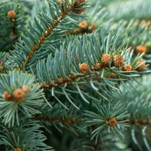 Detailed macro shot of evergreen pine needles and young cones, capturing nature's intricate patterns.