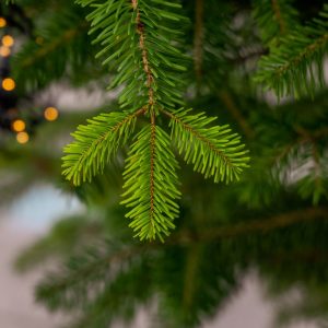 Detailed view of a green fir tree branch with blurred festive lights in the background.
