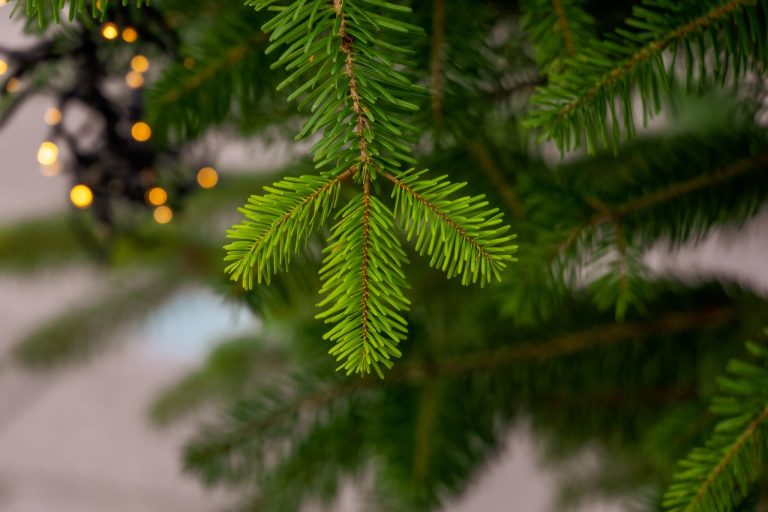 Detailed view of a green fir tree branch with blurred festive lights in the background.