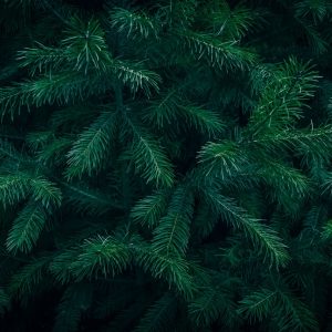 Detailed view of vibrant green conifer tree needles showcasing natural texture and freshness.