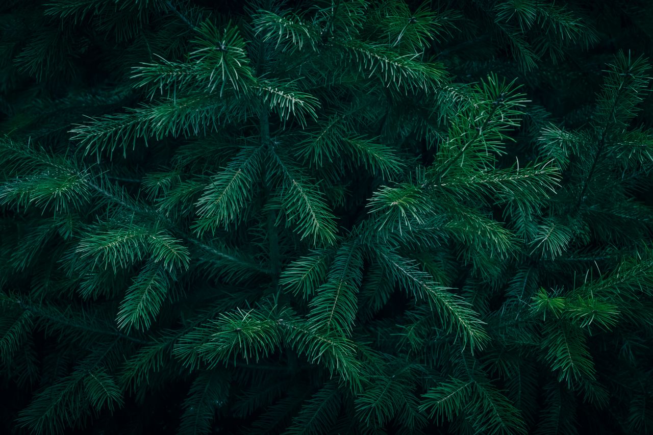 our-story-02 Detailed view of vibrant green conifer tree needles showcasing natural texture and freshness.