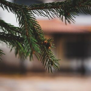 A close-up of a pine branch with an out-of-focus rustic building in the background.