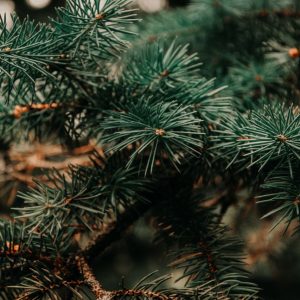 Detailed close-up of lush evergreen tree needles, showcasing natural beauty and winter season.