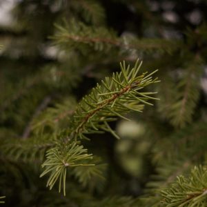 A detailed view of green pine needles on a coniferous tree branch.