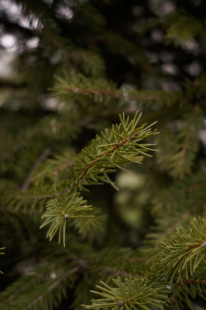 A detailed view of green pine needles on a coniferous tree branch.
