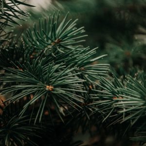 Detailed close-up of green pine branches, capturing the natural beauty of coniferous foliage in winter.