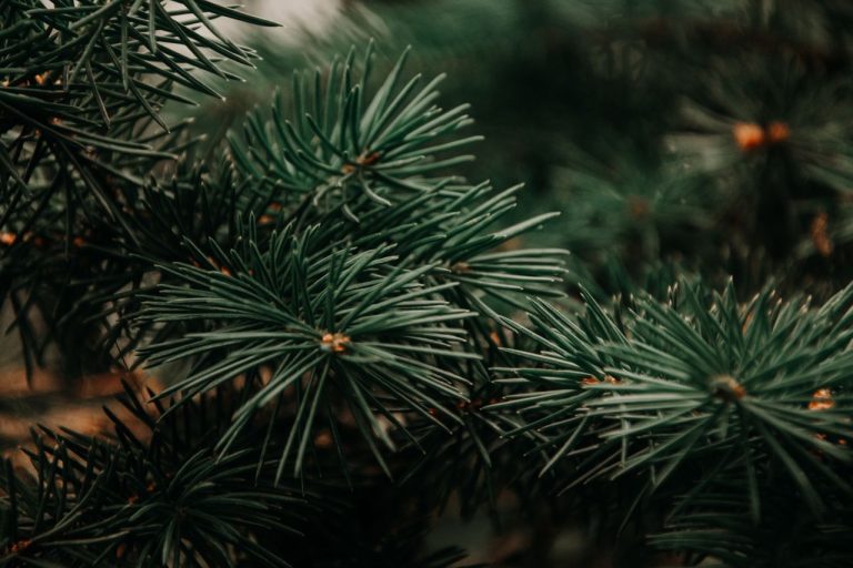 Detailed close-up of green pine branches, capturing the natural beauty of coniferous foliage in winter.