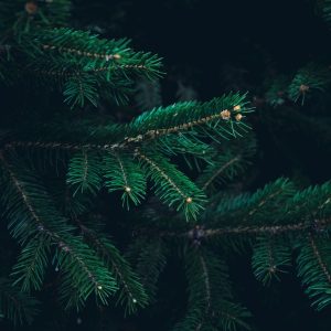 Detailed image of lush green coniferous branches with needles, providing a natural texture.
