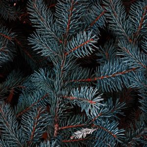 Beautiful Blue Spruce branches with needles growing in coniferous forest at night