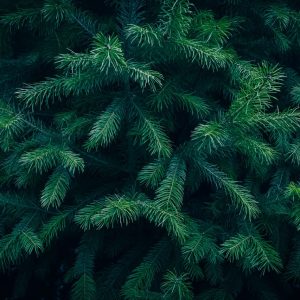 Detailed close-up of lush green conifer needles creating a natural pattern.